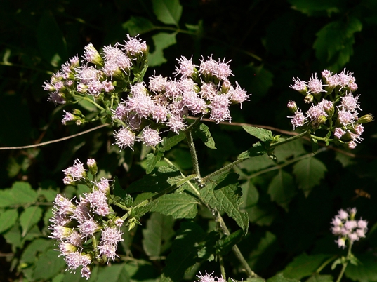 {Fleischmannia incarnata}